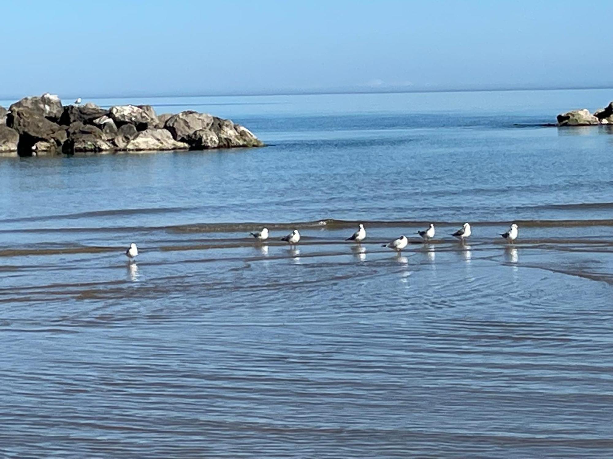 Le Ortensie In Centro E Vicino Al Mare بيسكارا المظهر الخارجي الصورة